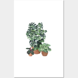 House Plants 50.2 Posters and Art